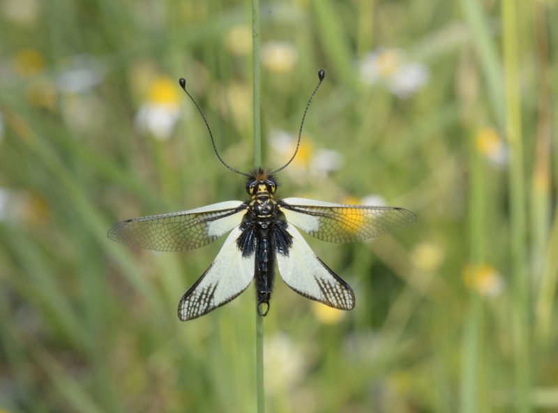 Libelloides coccajus ?  No, Libelloides latinus, maschio